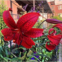 Красная лилия. :: Валерия Комова