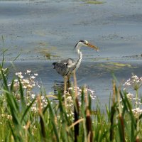 Серая цапля. :: Алексей .