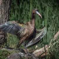 На утреннем солнышке :: Александр К. На утреннем солнышке :: Александр К.