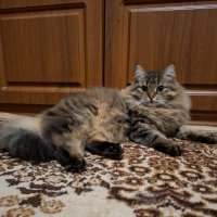 Королева красоты. :: Владимир Волик