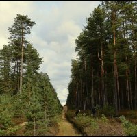 Тихая охота.. :: Aleksandr Gal