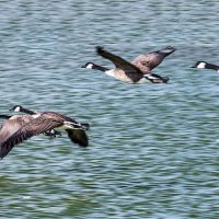 Умеют быстро летать :: Alexandеr P