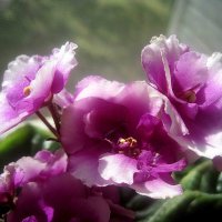 Моя фиалка :: Елена Семигина Моя фиалка :: Елена Семигина