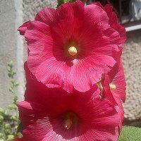 Мальва :: Елена Семигина