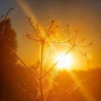 Закат :: Оксана Н.