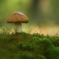 Маслёнок :: Геннадий Супрун