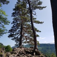 ЛАГОНАКИ :: Tata Wolf