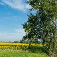 *** :: Николай Чекалин