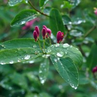 "У природы нет плохой погоды" :: AleksSPb Лесниченко