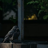 В раздумьях :: Дмитрий Коноплев