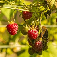 Малина. :: Петр Беляков Малина. :: Петр Беляков