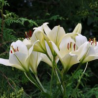 "Букет" белоснежных :: Светлана "Букет" белоснежных :: Светлана