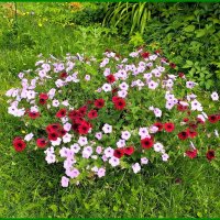 Петуния всем растёт на диво. :: Ольга Довженко