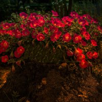 *** :: Николай Феофанов