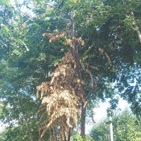 Осеннее лето :: Игорь Солдаткин