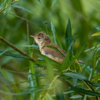 Камышевка. :: Sergey (Apg)