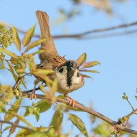 Воробей принял боевую стойку :: Дарья Меркулова