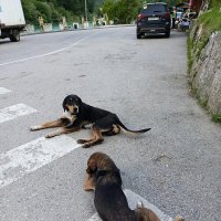 Собаки в горах :: Татьяна Пальчикова Собаки в горах :: Татьяна Пальчикова