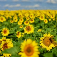 Поле Подсолнухов :: Александр Леонов Поле Подсолнухов :: Александр Леонов