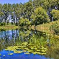 Лесное озеро :: Андрей K.