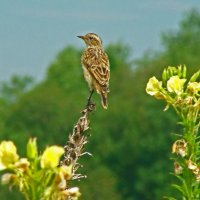 чекан луговой :: gawrilа - dan