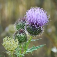 *** :: Надежда Куркина 