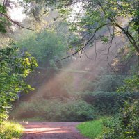 Летним утром :: Андрей Снегерёв Летним утром :: Андрей Снегерёв