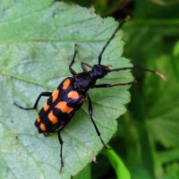 Жук усач :: Андрей Снегерёв