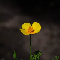 Желтый цветок :: Олег Фролов Желтый цветок :: Олег Фролов