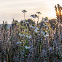 Ромашковый закат :: sorovey Sol Ромашковый закат :: sorovey Sol