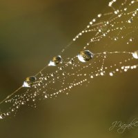 *** :: Елена Kазак (selena1965)