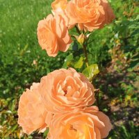 Роза :: Сапсан 