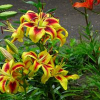 Лилии на городской клумбе. :: Милешкин Владимир Алексеевич 