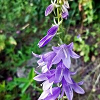 Колокольчики бывают разные... :: Veera V