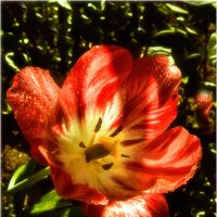 Майское утро :: Валентин Котляров