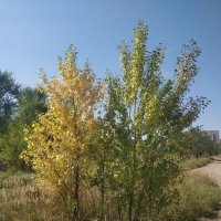 Осень идёт... :: Андрей Хлопонин