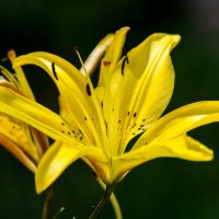 *** :: Виктор Иванович Чернюк