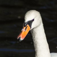 Птичьи портреты: длинношеее. :: Игорь Викторов