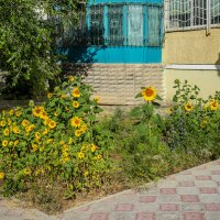 Подсолнухи :: Анатолий Чикчирный Подсолнухи :: Анатолий Чикчирный