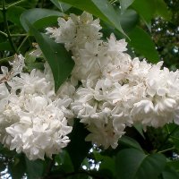 Весна в городе :: Роман Савоцкий