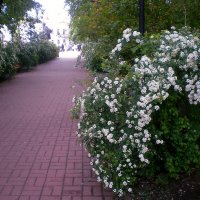 Весна в городе :: Роман Савоцкий