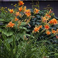 Летняя зарисовка :: Владимир Кроливец Летняя зарисовка :: Владимир Кроливец