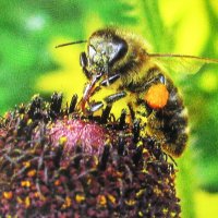 Наслаждение :: Людмила Смородинская