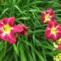 Лилейник цветёт :: Людмила Смородинская Лилейник цветёт :: Людмила Смородинская