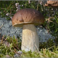 ...лесовичок... :: Aleksandr Gal