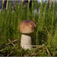 *** :: Aleksandr Gal