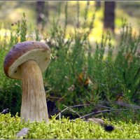 *** :: Aleksandr Gal