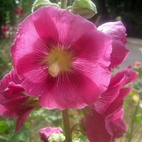 Мальва :: Елена Семигина