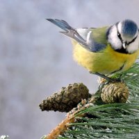 С Добрым Утром ! Вот и я ... :: Валерий Кокорев