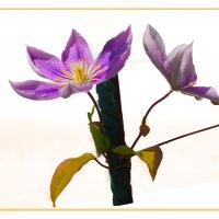 Пора цветения клематиса :: Евгений Пора цветения клематиса :: Евгений